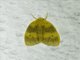 Erebid Moth (Erebidae sp)