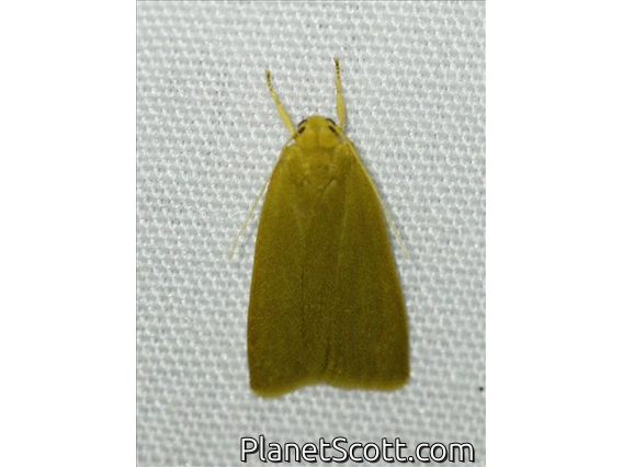 Lichen Moth (Nishada sp)