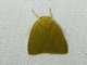 Lichen Moth (Nishada sp)