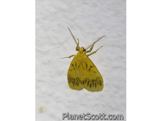 Lichen Moth (Erebidae sp)