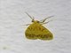 Lichen Moth (Erebidae sp)