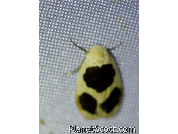 Lichen Moth (Pseudoblabes sp)