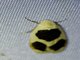 Lichen Moth (Cisthenina sp)