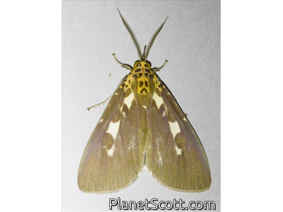 Snouted Tiger Moth (Asota contorta)