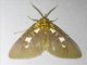 Snouted Tiger Moth (Asota contorta)