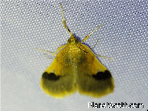 Crambid Snout Moth (Crambidae sp)