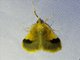 Crambid Snout Moth (Crambidae sp)