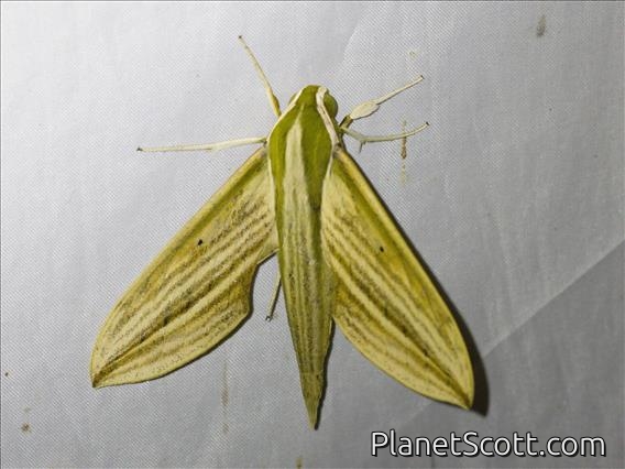 Striped Green Hawkmoth (Cechetra lineosa)