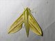 Striped Green Hawkmoth (Cechetra lineosa)