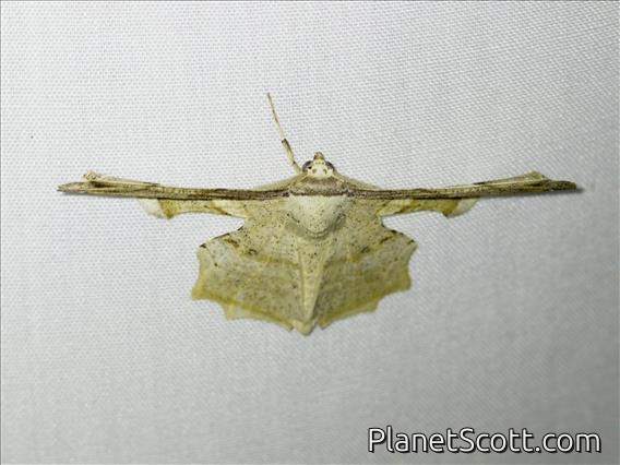 Geometer Moth (Gonodontis pallida)