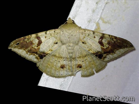 Hulodini Moth (Ericeia eriophora)