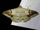 Hulodini Moth (Ericeia eriophora)