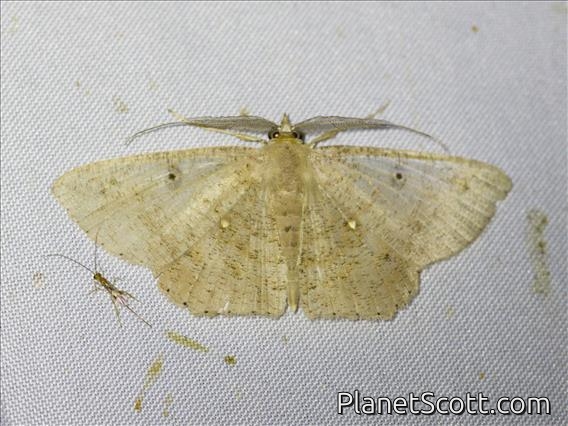 Geometer Moth (Petelia sp)