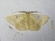 Geometer Moth (Petelia sp)