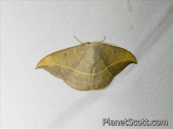 Hooktip Moth (Albara sp)