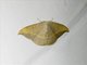 Hooktip Moth (Albara sp)