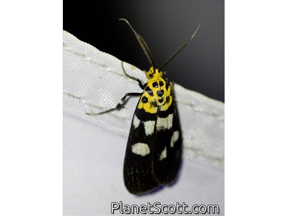 Pyralid Snout Moth (Vitessa teleroma)