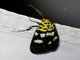 Pyralid Snout Moth (Vitessa teleroma)