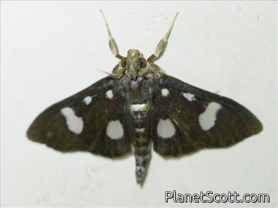 Pearl Moth (Crambidae sp)