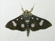Pearl Moth (Crambidae sp)
