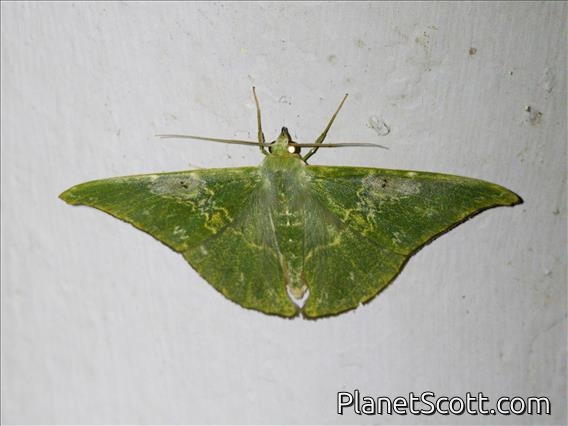 Emerald Moth (Tanaorhinus viridiluteata)