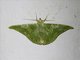 Emerald Moth (Tanaorhinus viridiluteata)
