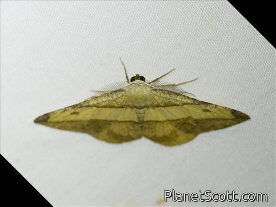 Geometer Moth (Hypochrosis hyadaria)