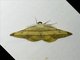 Geometer Moth (Hypochrosis hyadaria)
