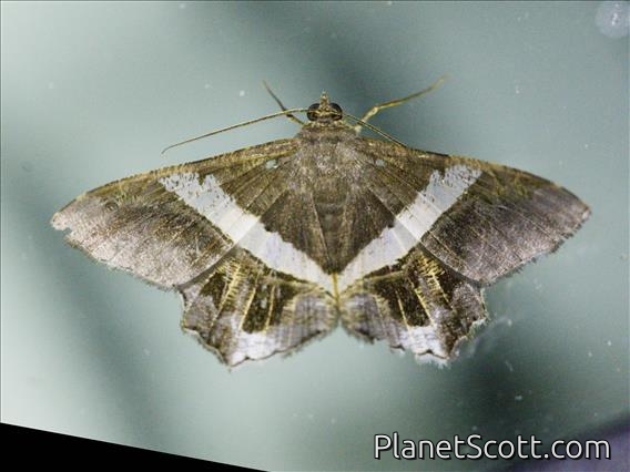 Angle Moth (Chiasmia nora)