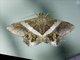 Angle Moth (Chiasmia nora)