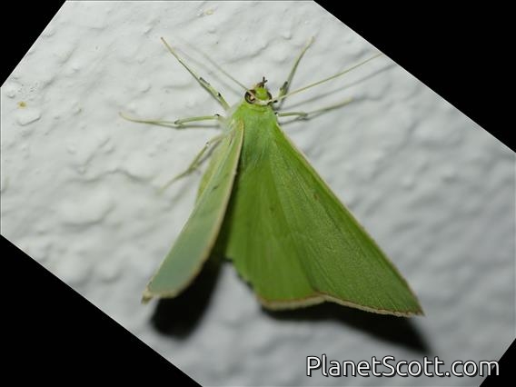 Emerald Moth (Ornithospila sp)