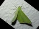Emerald Moth (Ornithospila sp)