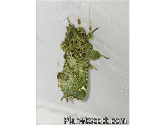 Cutworm Moth (Noctuidae sp)