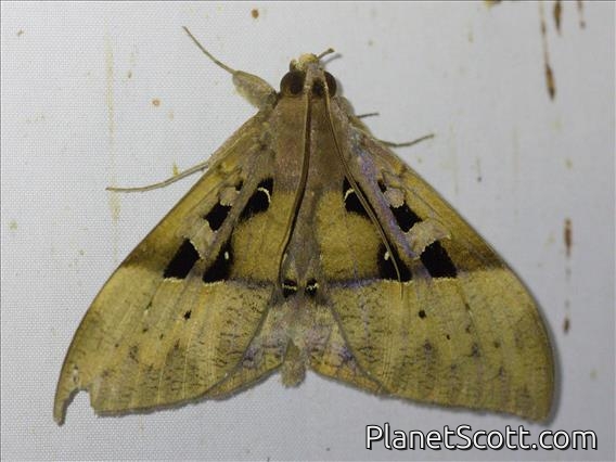 Erebid Moth (Ischyja manlia)