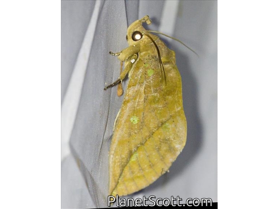 Fruit-piercing Moth (Eudocima sp)