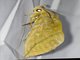 Fruit-piercing Moth (Eudocima sp)
