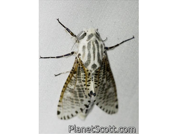 Leopard Moth (Polyphagozerra sp)