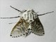 Leopard Moth (Polyphagozerra sp)