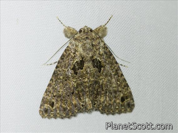 Erebid Moth (Erygia apicalis)