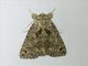 Erebid Moth (Erygia apicalis)