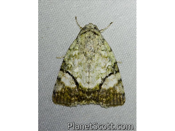 Tufted Moth (Blenina donans)