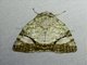 Tufted Moth (Blenina donans)