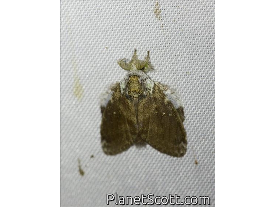 Prominent Moth (Notodontidae sp)