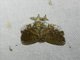 Prominent Moth (Notodontidae sp)