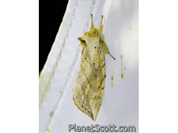 Prominent Moth (Spataliinae sp)