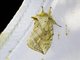 Prominent Moth (Spataliinae sp)