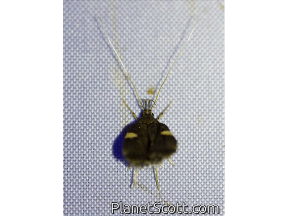Curved-horn Moth (Gelechioidea sp)