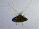 Curved-horn Moth (Gelechioidea sp)