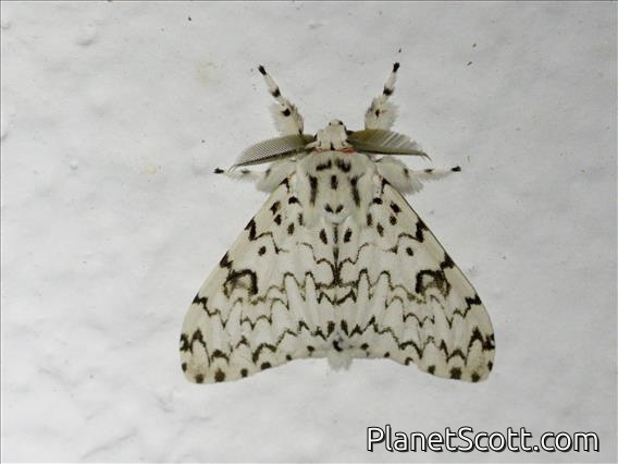 Tussock Moth (Lymantria subrosea)