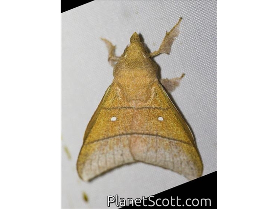 Erebid Moth (Erebidae sp)